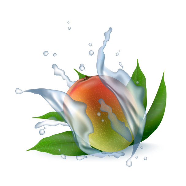 Fresh 3d realistic mango with water milk yogurt splash drops iso - Vector, Image