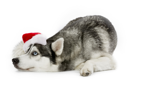 christmas husky - Фото, изображение
