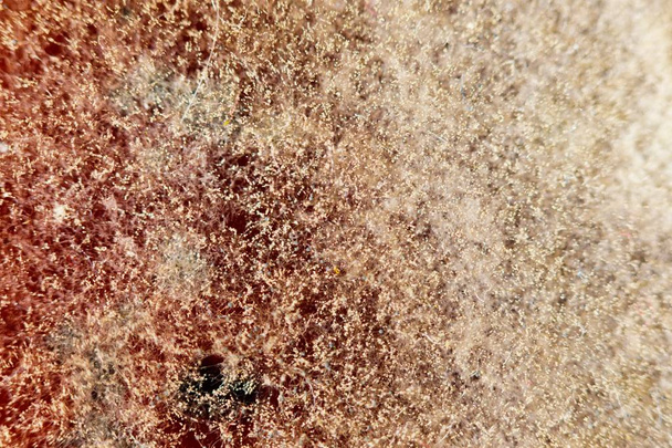 textura natural del molde, fondo abstracto
 - Foto, Imagen
