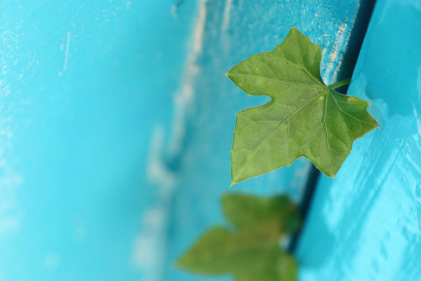 Ivy kalebas blauwe achtergrond - Foto, afbeelding