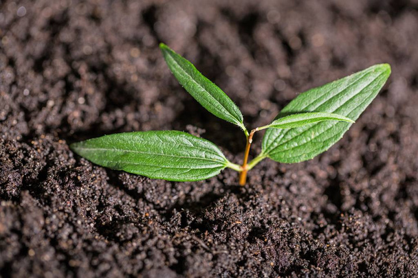 Planta verde en el suelo, vista de cerca
  - Foto, imagen