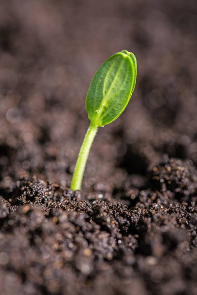 zöld növény, talaj, kiadványról  - Fotó, kép