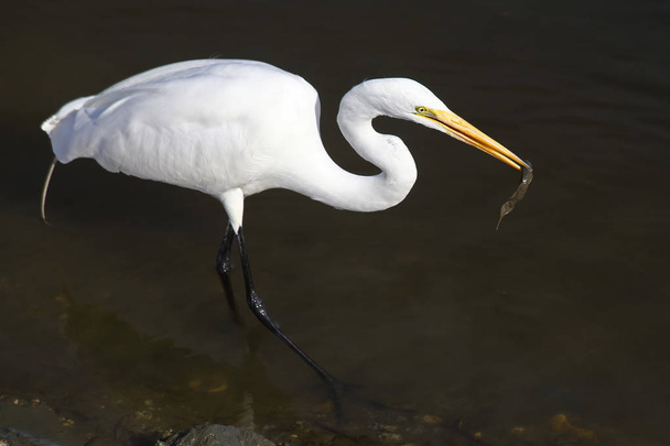 Great Egret - Φωτογραφία, εικόνα