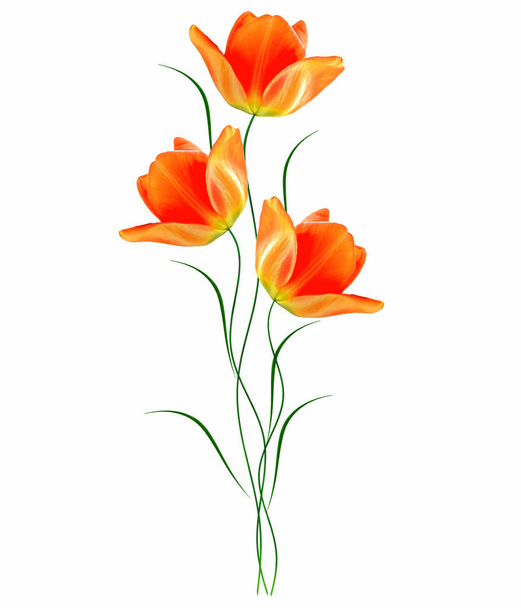 spring flowers tulips  - Fotó, kép