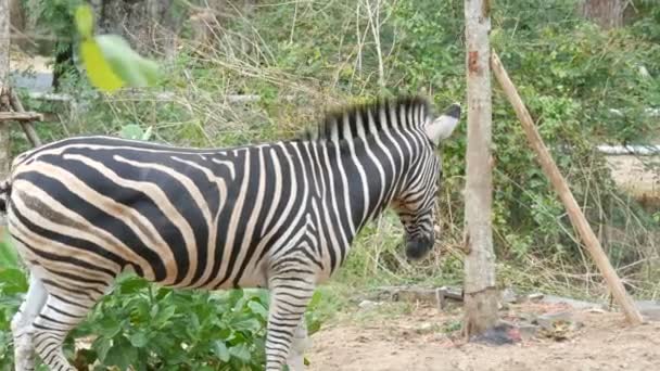 Zebra grazes on a meadow in khao kheo zoo, Thailand - Footage, Video