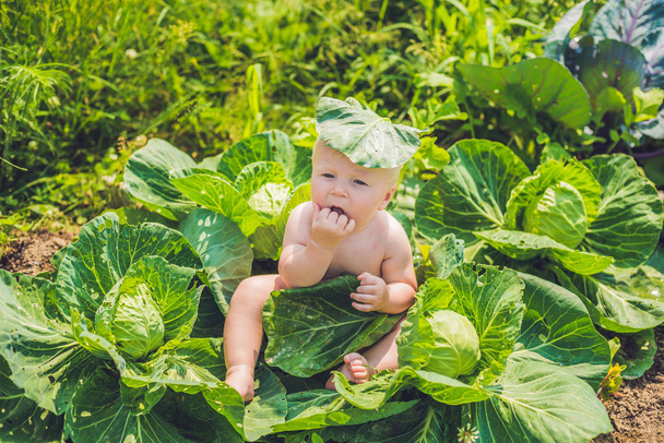 baby sitting among the cabbage. Children are found in cabbage. - Foto, Bild