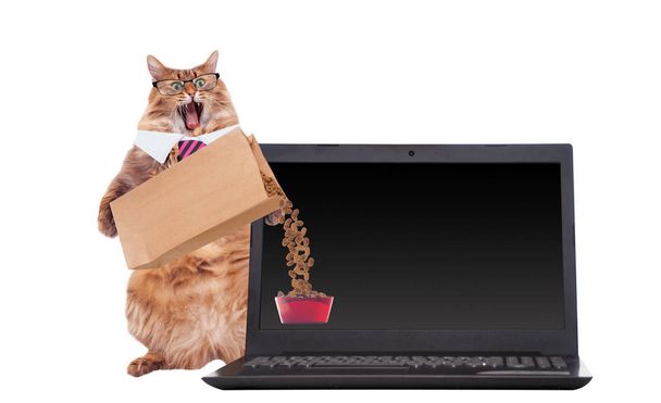 The big shaggy cat is very funny standing.laptop - Foto, Imagen