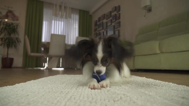 Dog Papillon playing with a ball on a rug in living room stock footage video - Footage, Video