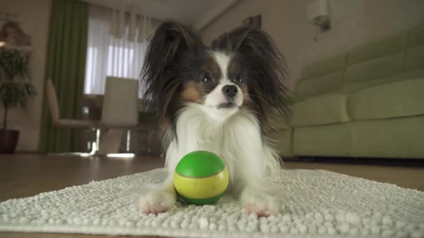 Dog Papillon playing with a ball on a rug in living room stock footage video - Video