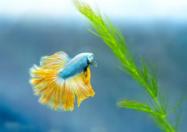 Halfmoon betta Nage colorée dans un aquarium. C'est une espèce de poisson d'ornement utilisé pour décorer la scène dans la maison
 - Photo, image