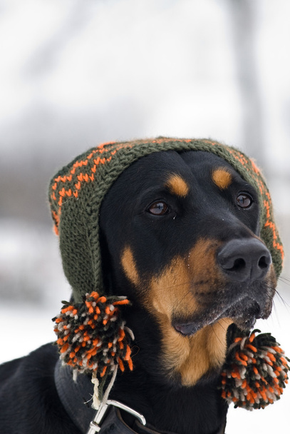 hippe hond - Foto, afbeelding
