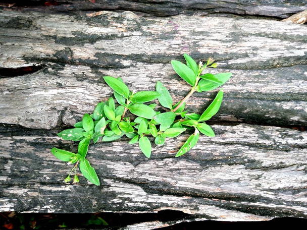 Τα λάχανα που αναπτύσσονται σε μια παλιά κούτσουρο δέντρο. Ανακυκλωμένο κούτσουρο καλλιέργεια μια νέα βλαστός ή σποροφύτων - Φωτογραφία, εικόνα