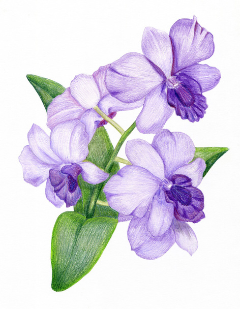 Hand-drawn lilac orchid branch - Photo, image
