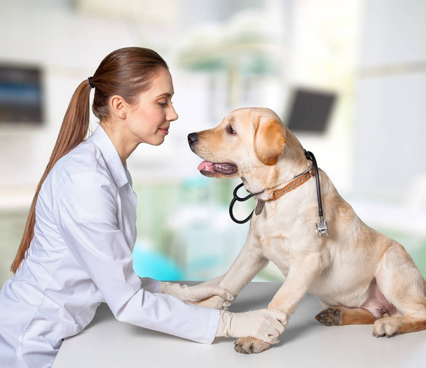 young veterinarian with dog  - Valokuva, kuva