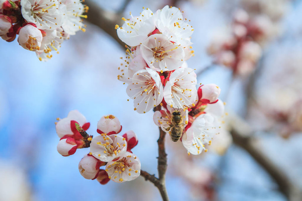 Flowers and buds on the apricot  tree branch - Foto, imagen