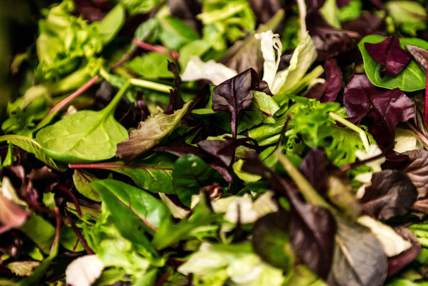 Fresh salad with mixed greens lettuce arugula, mesclun, mache close up Healthy food Green meal - Фото, изображение