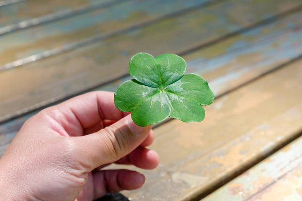 Hand holding a leaf clover - Photo, Image