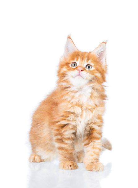Maine Coon kitten - Foto, immagini