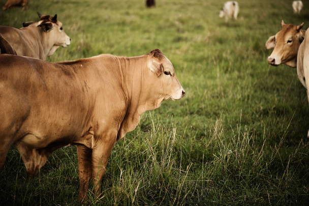 Australian cows - Foto, Bild