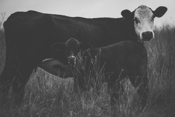Australian cows - Valokuva, kuva