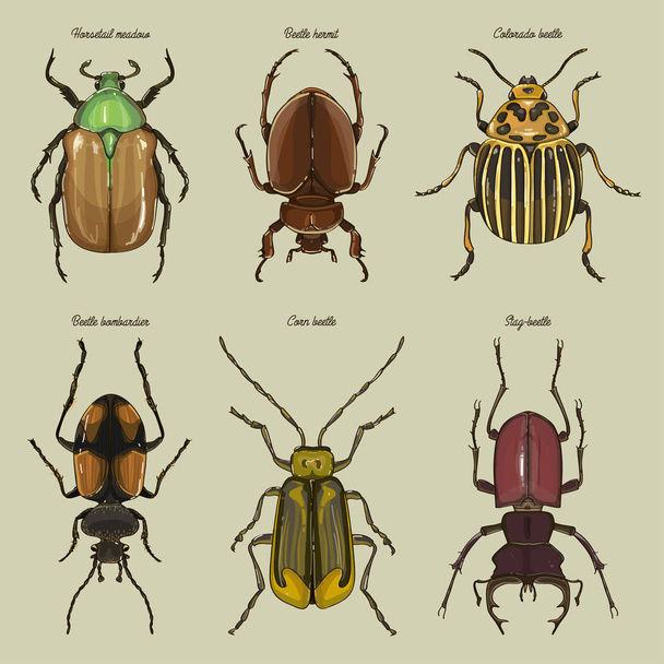 Set of beetle illustrations - Vector, Image