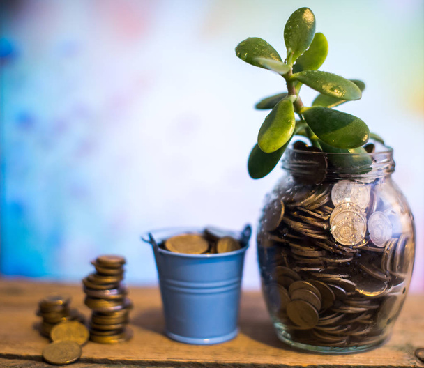 Money tree in a glass jar on a blurred background. Business concept of success - Foto, immagini