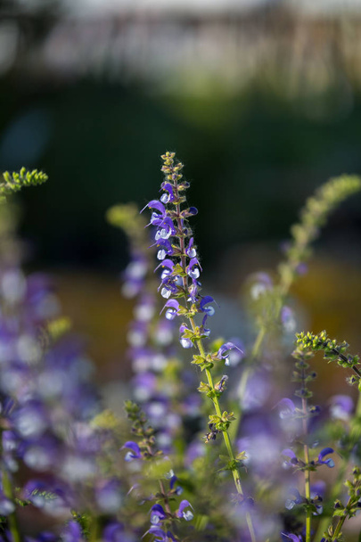 Perennial Herb with Beautiful Purple Efflorescence in the Garden - Photo, Image