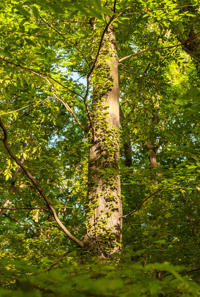 forest tree with beautiful sunlight  - Фото, зображення