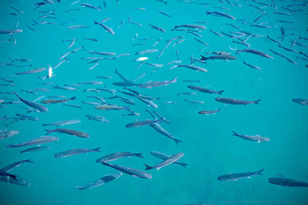vis in de zee  - Foto, afbeelding