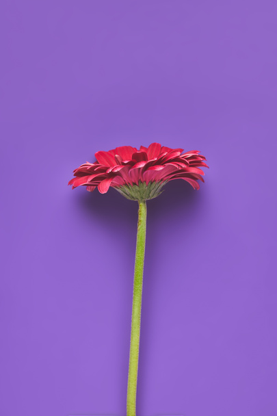 top view of single Gerbera flower on purple, mothers day concept - Fotó, kép