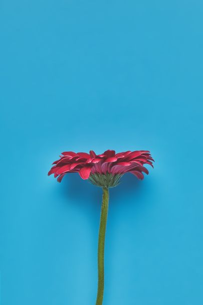 top view of beautiful single Gerbera flower on blue, mothers day concept - Foto, Imagem