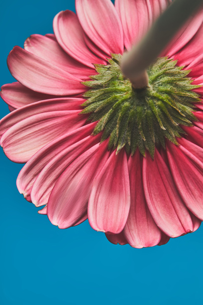 close-up shot of beautiful Gerbera flower on blue, mothers day concept - Valokuva, kuva