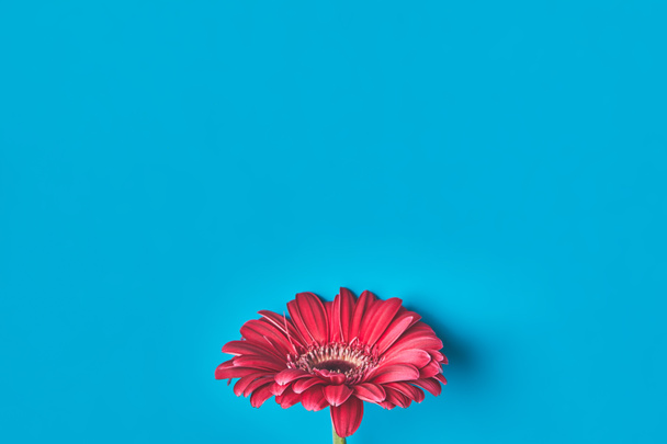 top view of single Gerbera flower on blue, mothers day concept - Fotografie, Obrázek