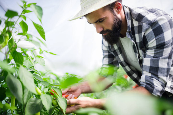 Agricultor ecológico revisando sus tomates en un invernadero
 - Foto, imagen