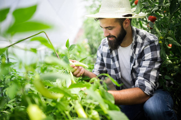 Young attractive man harvesting paprika in greenhouse. - Fotó, kép