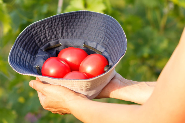 自然の緑の背景で農民の手でトマト - 写真・画像