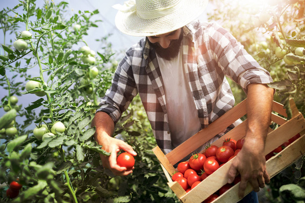 Zbiorów, dojrzewanie pomidorów w szklarni - Zdjęcie, obraz
