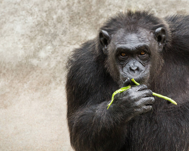 Young chimpanzees are eating - Photo, Image