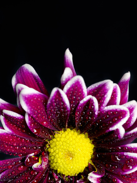 Růžová chryzantéma - Fotografie, Obrázek
