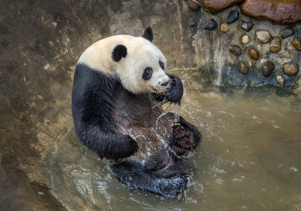 Panda su birikintisi ile oynuyor. - Fotoğraf, Görsel