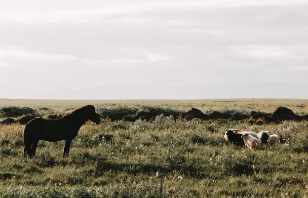 Chevaux et moutons
 - Photo, image