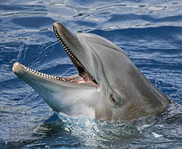 Крупный план дельфина
 - Фото, изображение