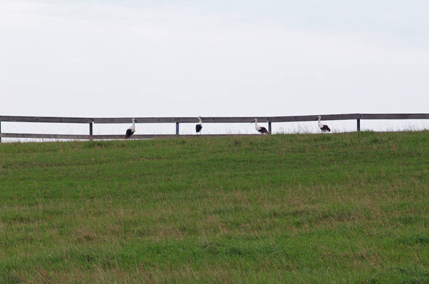 Grupo de cegonhas brancas em um pasto cultural
 - Foto, Imagem