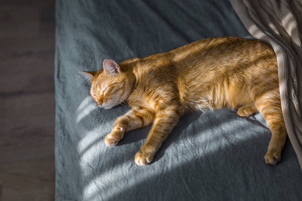 A red cat is riding in the sun. He's lying on the gray bed. The  - Photo, image