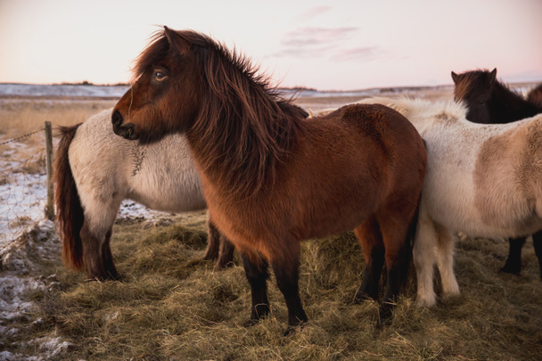 caballos peludos
 - Foto, Imagen