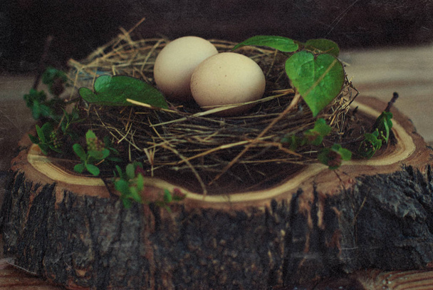 Eggs in the nest on rustic wooden background - 写真・画像