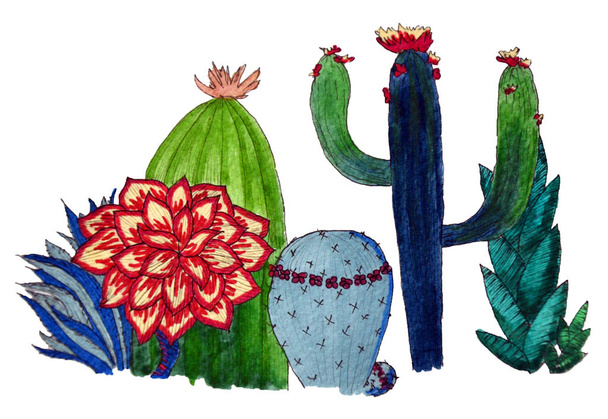 Cacti collection with flowers and other succulents - Foto, afbeelding