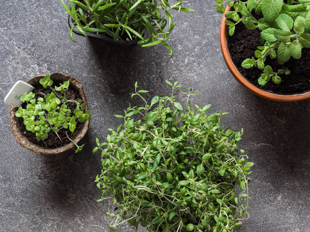 Seedlings of herbs - basil, rosemary, mint, thyme of various sizes on a gray background. Top view - Foto, afbeelding