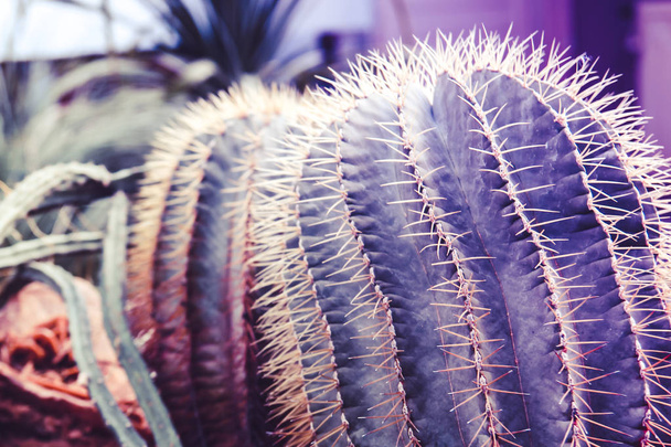 Two purple surreal cactus with needles are standing close-up in  - Photo, Image