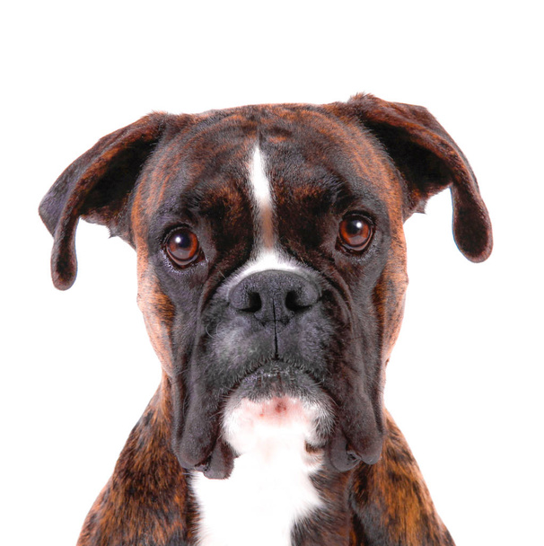 a Beautiful boxer with a sweet look in white background - Foto, afbeelding